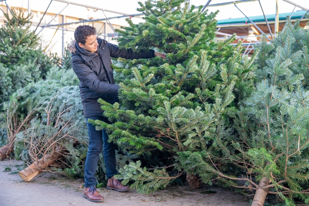 How to choose the right Christmas tree Knights Garden Centres