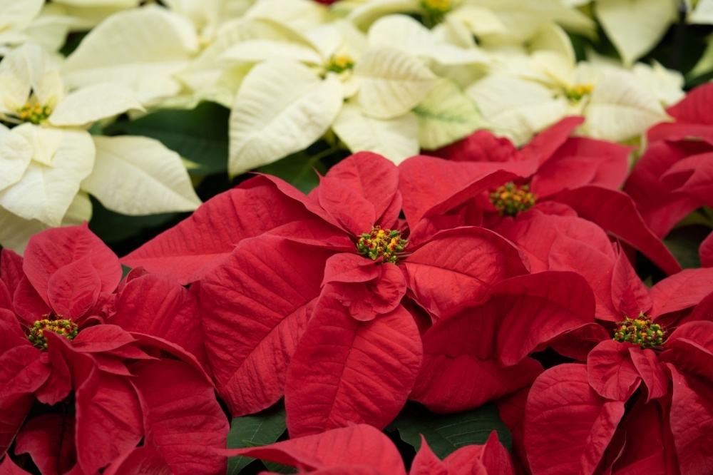 How To Keep Your Poinsettia Looking Good For Christmas Knights Garden 