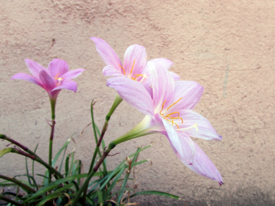 It's time to plant Colchicums