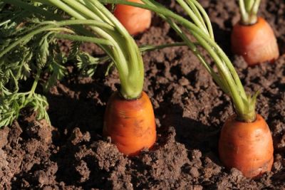 Plant of the Week: Carrots