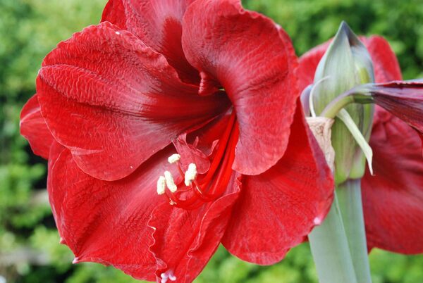 Plant some floral fireworks