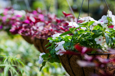 Plant up an edible hanging basket
