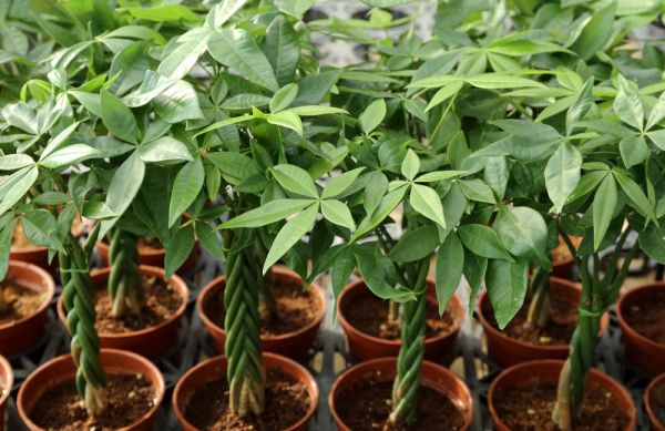 Popular houseplant: the money tree