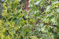 Prune your blackcurrant bushes