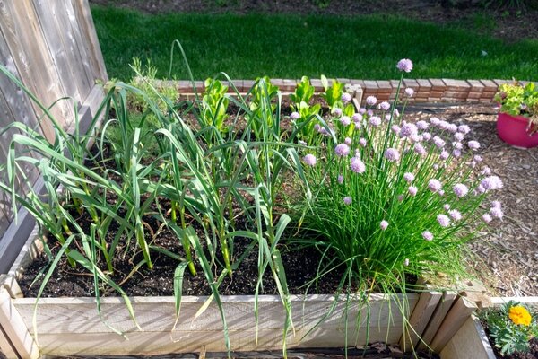 Square foot gardening