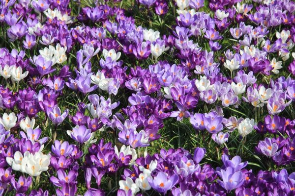 Start planting spring flowering bulbs