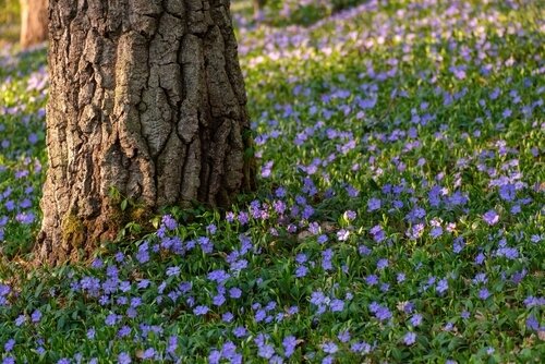 Tips for planting under trees