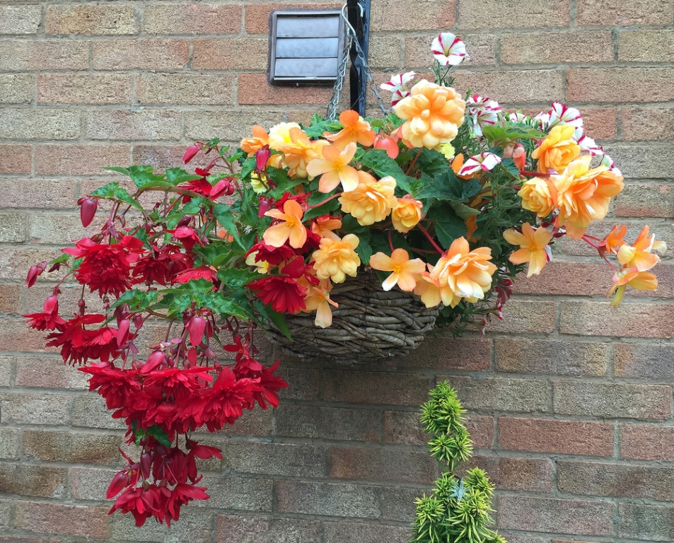 Top 5 plants for hanging baskets Knights Garden Centres