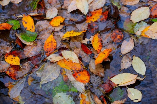 Top winter pond care tips