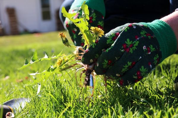 What to do about garden weeds