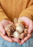 flower bulbs