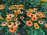 Garden plants