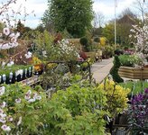 Garden plants