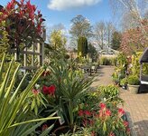 Garden plants