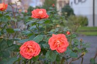 Garden plants