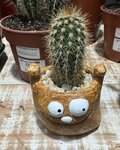 Houseplants