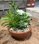 Houseplants