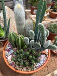 Houseplants