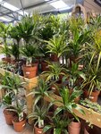 Houseplants