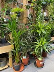 Houseplants