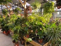 Houseplants