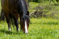 Pet food Knights Garden Centre