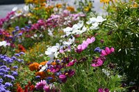 Summer flowers