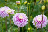 Summer flowers