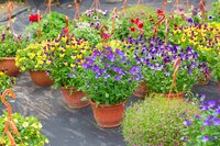 Summer flowers