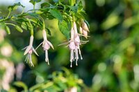 Summer flowers