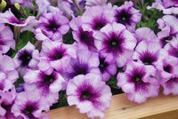 Summer flowers