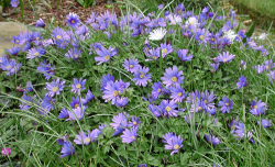 Ranunculaceae