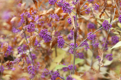 Lamiaceae