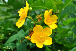 Hypericaceae