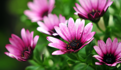 Asteraceae