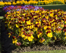 Violaceae
