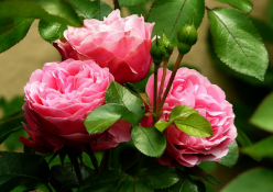 Rosaceae
