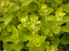 Herbs for containers