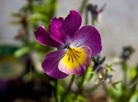 Small flowers for big occasions