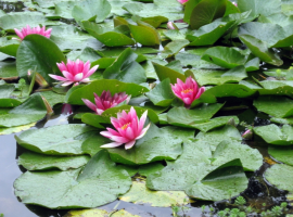 Pond ecosystems