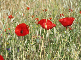 Annual meadows