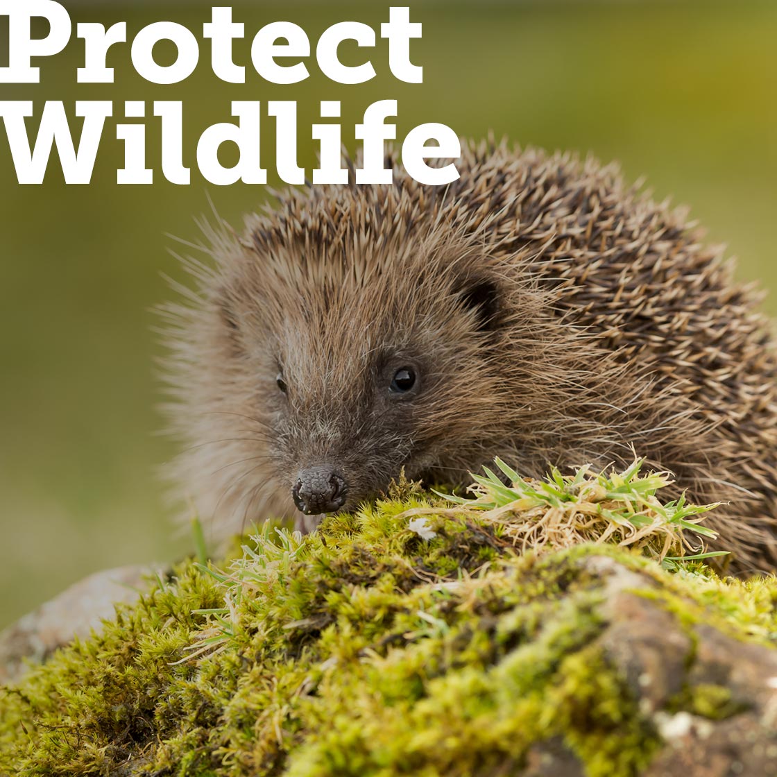 Protect our Wildlife habitats, promote wildlife friendly products and plant wildlife gardens