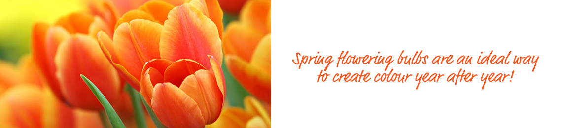 spring flowering bulbs