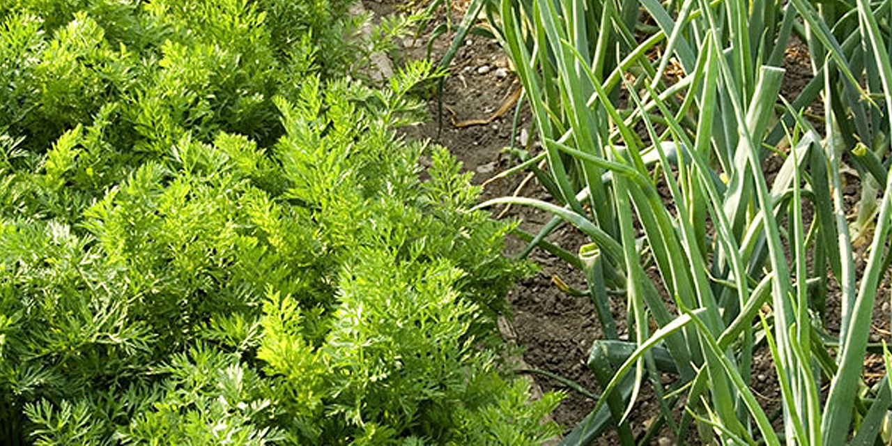 vegetable plants