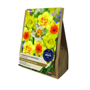 4 Months Of Daffodils Collection