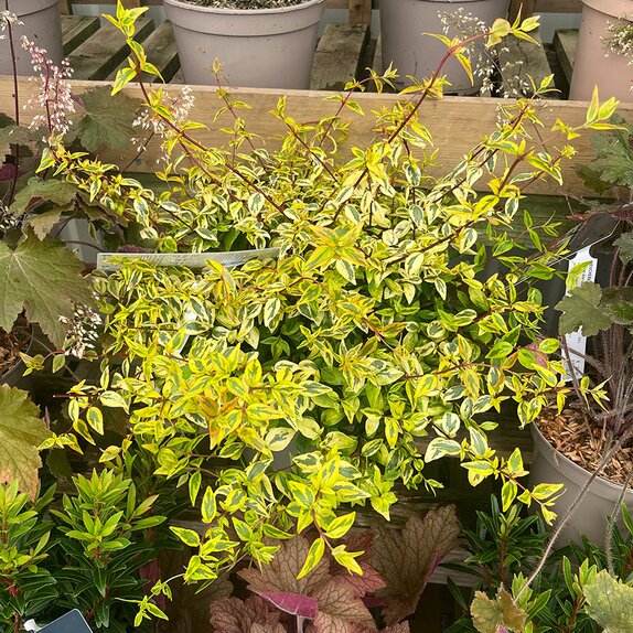 Abelia Kaleidoscope