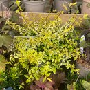 Abelia Kaleidoscope