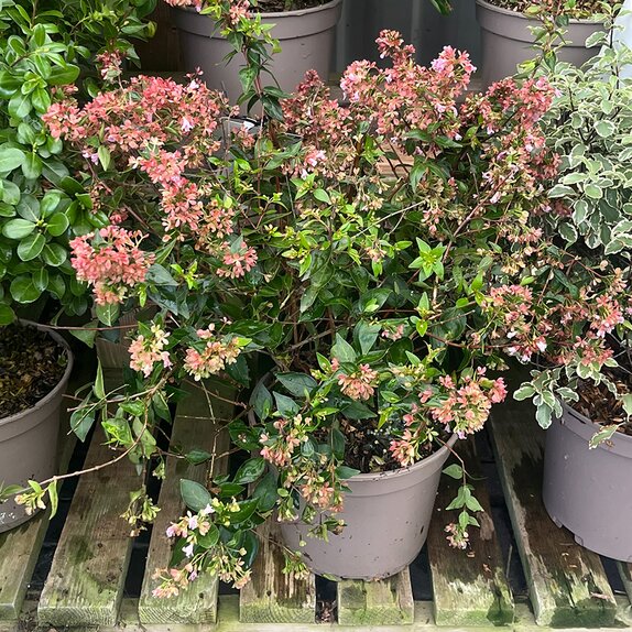 Abelia Raspberry profusion 
