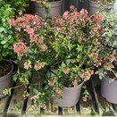Abelia Raspberry profusion 