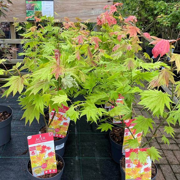 Acer Moonrise 
